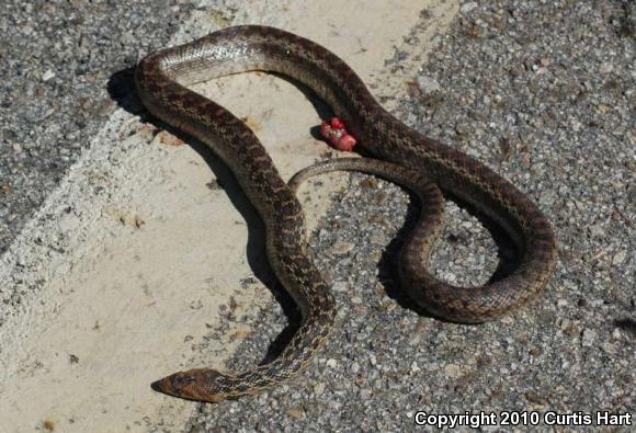 Pacific Gopher Snake (Pituophis catenifer catenifer)