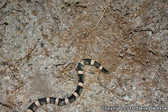 Western Long-nosed Snake (Rhinocheilus lecontei)