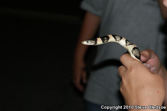 Western Long-nosed Snake (Rhinocheilus lecontei)