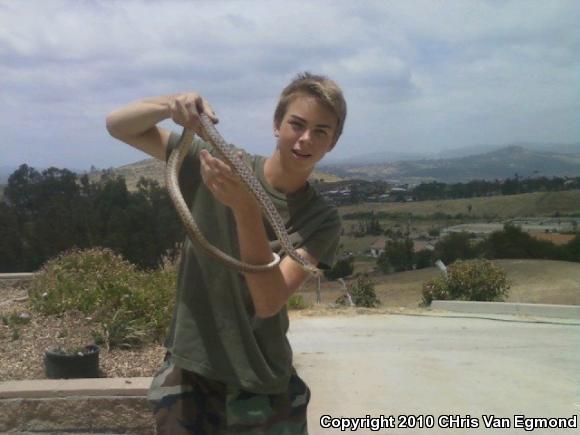 San Diego Gopher Snake (Pituophis catenifer annectens)