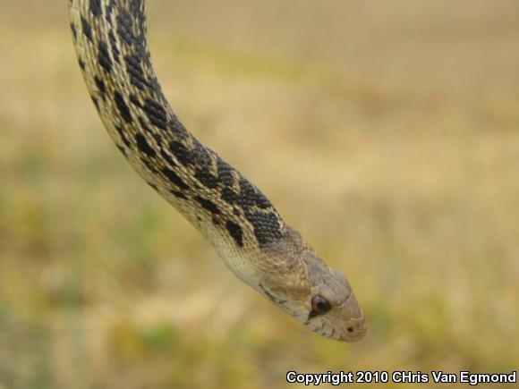 San Diego Gopher Snake (Pituophis catenifer annectens)