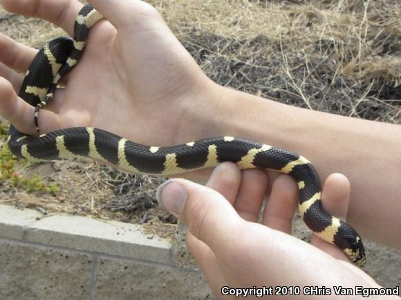 California Kingsnake (Lampropeltis getula californiae)