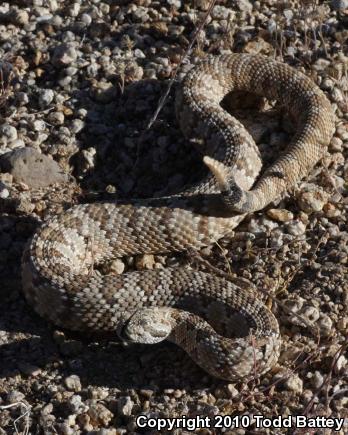 Panamint Rattlesnake (Crotalus stephensi)