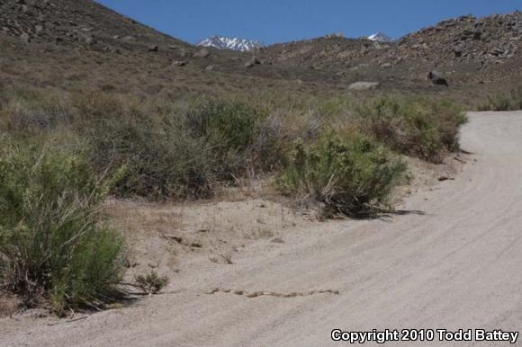 Great Basin Gopher Snake (Pituophis catenifer deserticola)