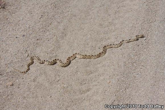 Great Basin Gopher Snake (Pituophis catenifer deserticola)