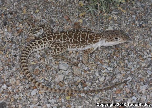 Longnose Leopard Lizard (Gambelia wislizenii)