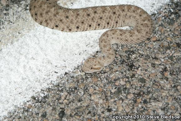 Colorado Desert Sidewinder (Crotalus cerastes laterorepens)