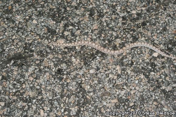 Spotted Leaf-nosed Snake (Phyllorhynchus decurtatus)