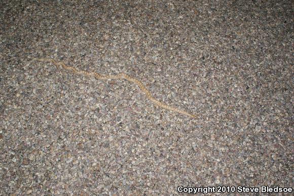 Desert Glossy Snake (Arizona elegans eburnata)