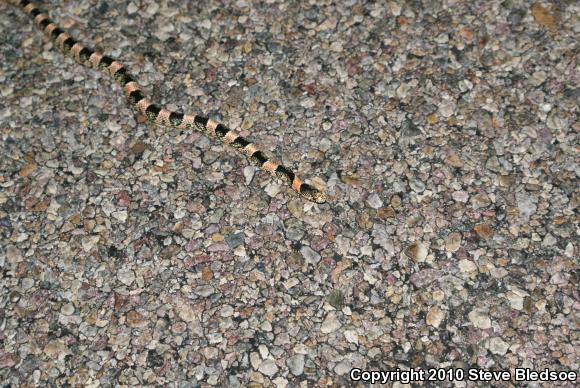 Western Long-nosed Snake (Rhinocheilus lecontei)