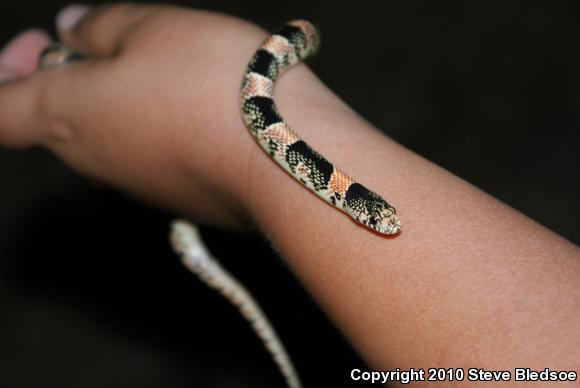 Western Long-nosed Snake (Rhinocheilus lecontei)