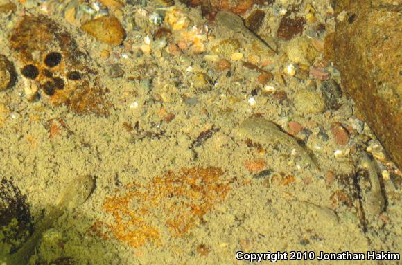 Foothill Yellow-legged Frog (Rana boylii)