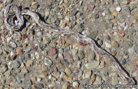 California Nightsnake (Hypsiglena ochrorhyncha nuchalata)