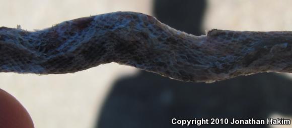 California Nightsnake (Hypsiglena ochrorhyncha nuchalata)