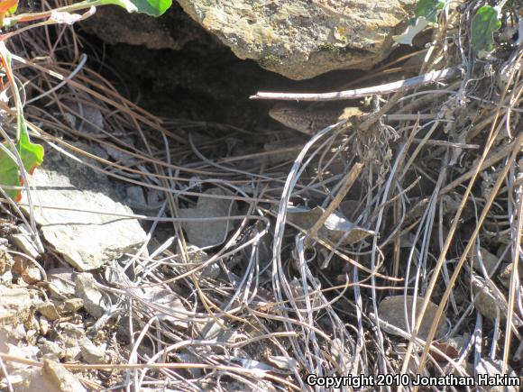 Western Sagebrush Lizard (Sceloporus graciosus gracilis)