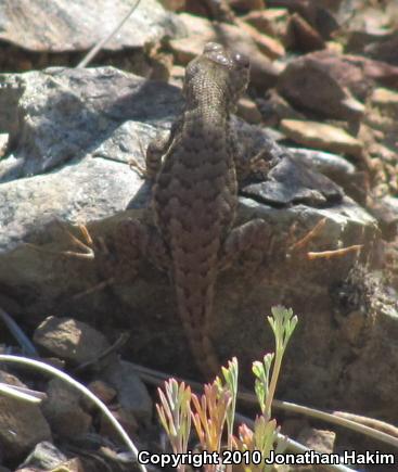 Western Sagebrush Lizard (Sceloporus graciosus gracilis)