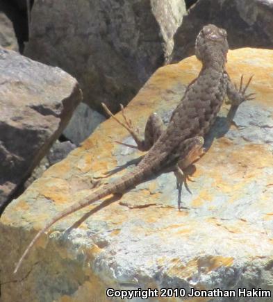 Western Sagebrush Lizard (Sceloporus graciosus gracilis)