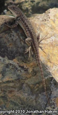 Western Sagebrush Lizard (Sceloporus graciosus gracilis)