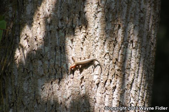 Five-lined Skink (Plestiodon fasciatus)