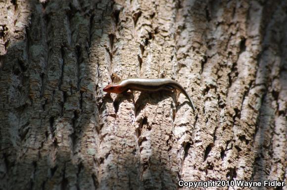 Five-lined Skink (Plestiodon fasciatus)