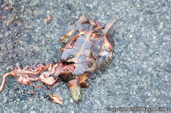 Eastern Painted Turtle (Chrysemys picta picta)