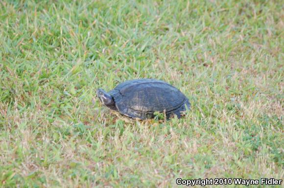 Yellow-bellied Slider (Trachemys scripta scripta)