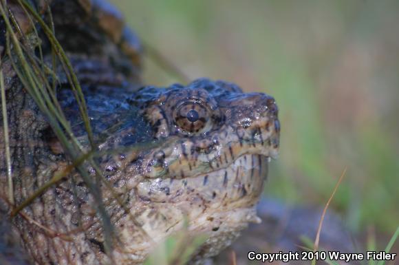 Eastern Snapping Turtle (Chelydra serpentina serpentina)