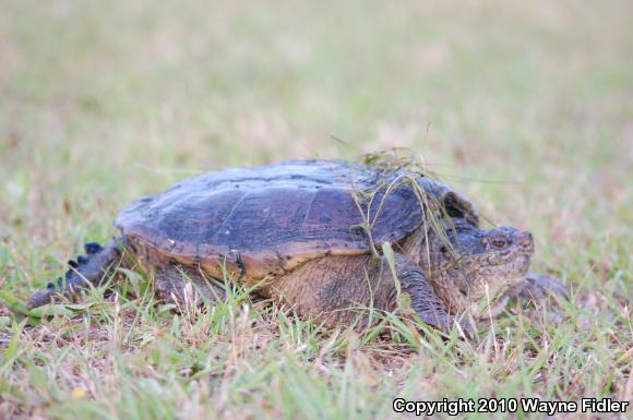 Eastern Snapping Turtle (Chelydra serpentina serpentina)