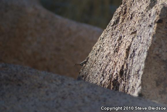 Banded Rock Lizard (Petrosaurus mearnsi)