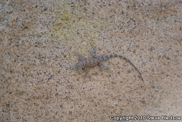 Banded Rock Lizard (Petrosaurus mearnsi)