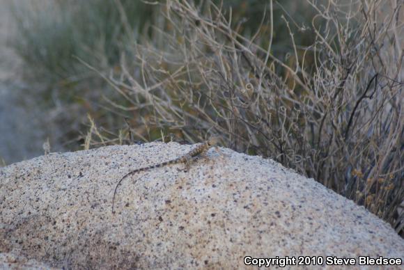 Banded Rock Lizard (Petrosaurus mearnsi)