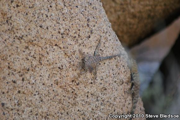 Banded Rock Lizard (Petrosaurus mearnsi)