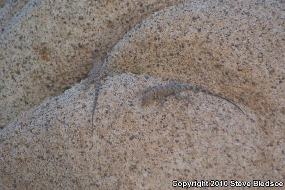 Banded Rock Lizard (Petrosaurus mearnsi)