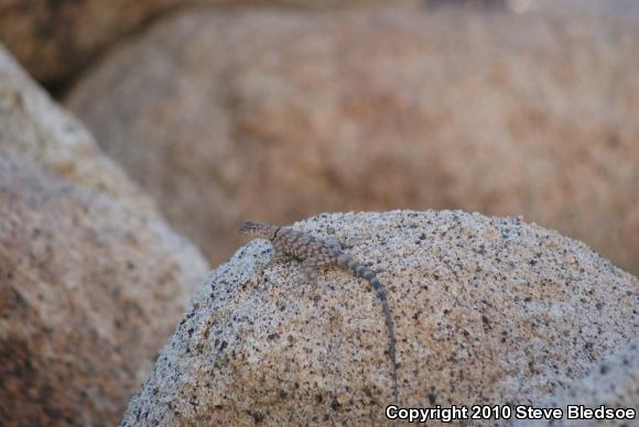 Banded Rock Lizard (Petrosaurus mearnsi)