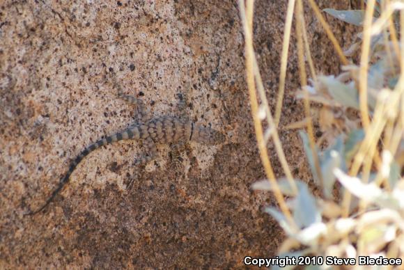 Banded Rock Lizard (Petrosaurus mearnsi)