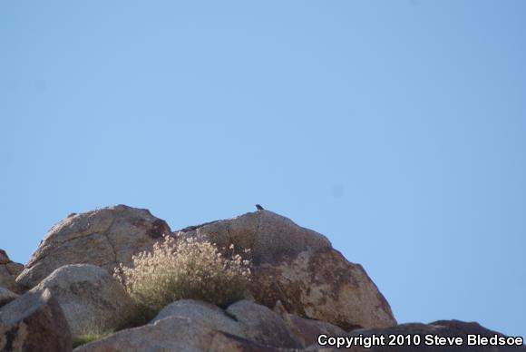 Common Chuckwalla (Sauromalus ater)