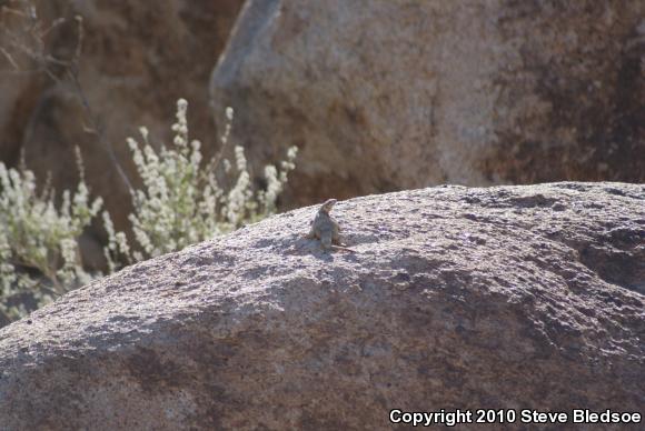 Common Chuckwalla (Sauromalus ater)