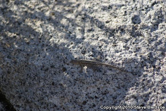 Western Side-blotched Lizard (Uta stansburiana elegans)