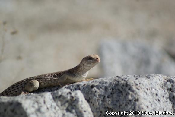 Northern Desert Iguana (Dipsosaurus dorsalis dorsalis)