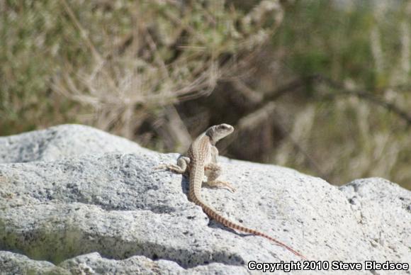 Northern Desert Iguana (Dipsosaurus dorsalis dorsalis)