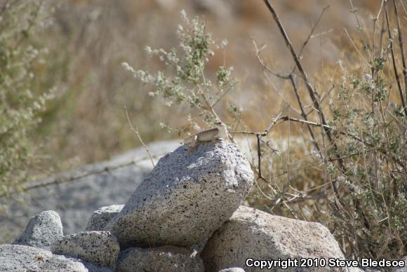 Northern Desert Iguana (Dipsosaurus dorsalis dorsalis)