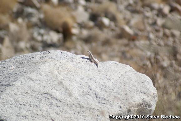 Northern Desert Iguana (Dipsosaurus dorsalis dorsalis)