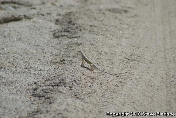 Western Zebra-tailed Lizard (Callisaurus draconoides rhodostictus)