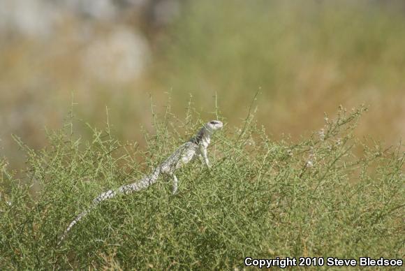 Northern Desert Iguana (Dipsosaurus dorsalis dorsalis)