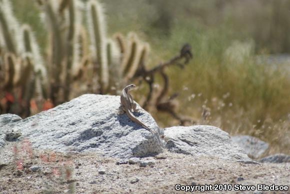 Northern Desert Iguana (Dipsosaurus dorsalis dorsalis)