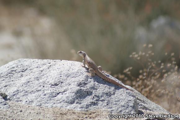 Northern Desert Iguana (Dipsosaurus dorsalis dorsalis)