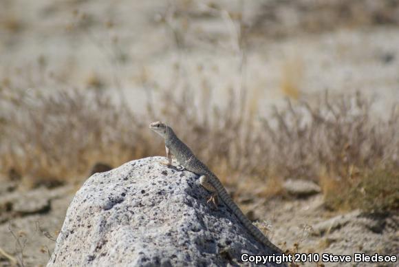 Northern Desert Iguana (Dipsosaurus dorsalis dorsalis)