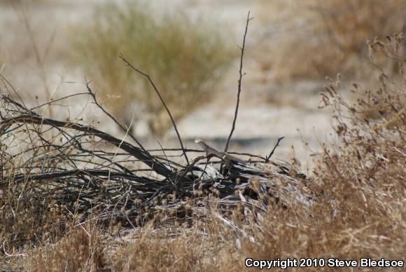 Northern Desert Iguana (Dipsosaurus dorsalis dorsalis)