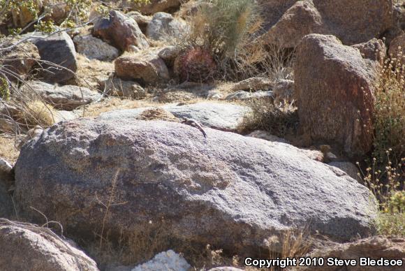 Common Chuckwalla (Sauromalus ater)