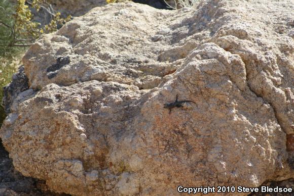 Granite Spiny Lizard (Sceloporus orcutti)